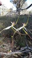 Imagem de Caladenia cala Hopper & A. P. Br.