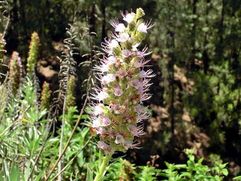 Echium virescens DC. resmi