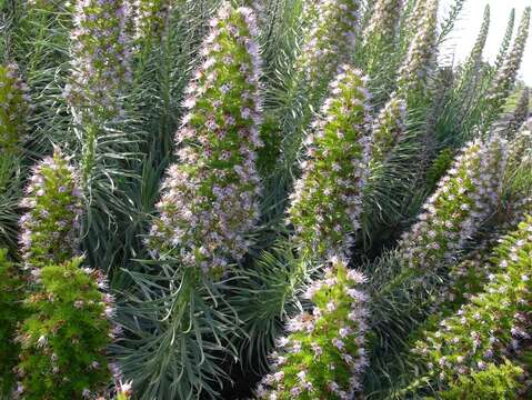 Image of Echium virescens DC.