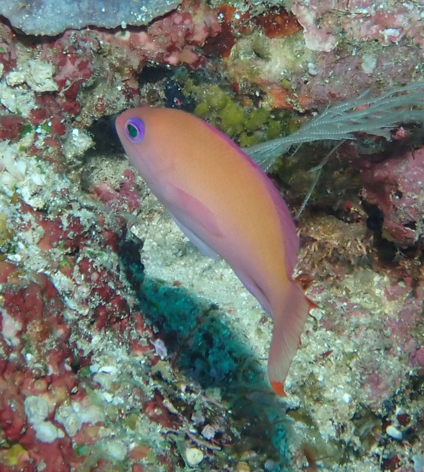 Pseudanthias hypselosoma Bleeker 1878 resmi