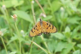 Image of Acraea terpsicore