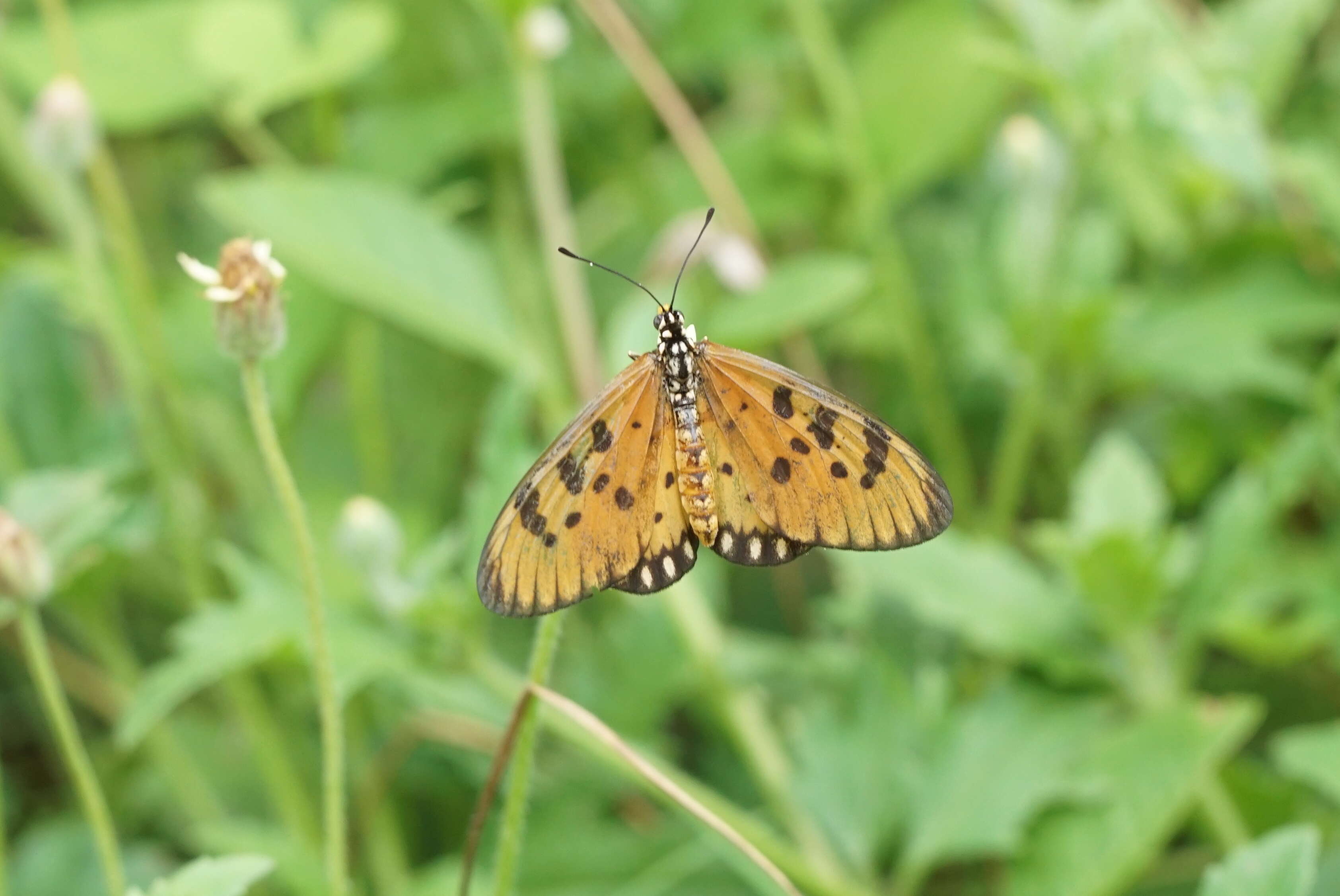 Image of Acraea terpsicore