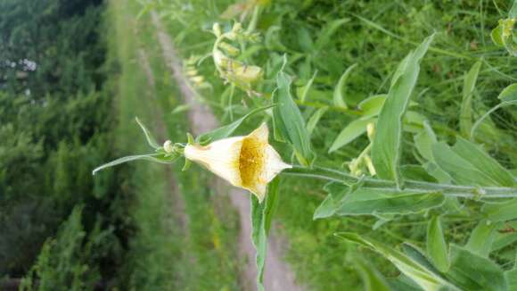 Imagem de Digitalis grandiflora Mill.