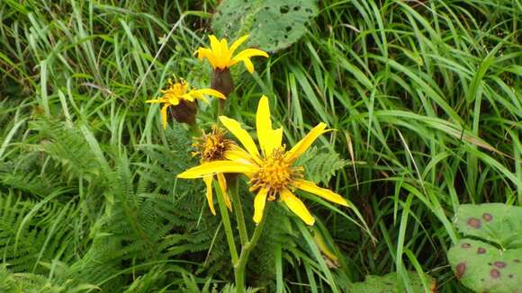 Image of summer ragwort