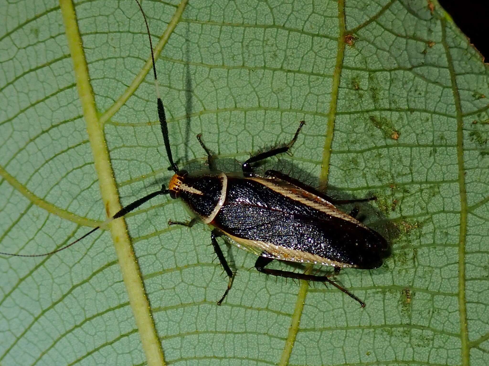 Image of Hemithyrsocera histrio (Burmeister 1838)