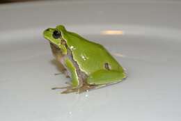 Image of Common tree frog