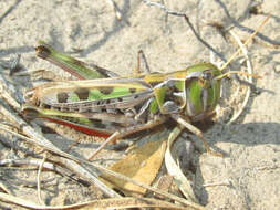 Image of Four-spotted Grasshopper