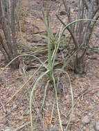 Image of century plant