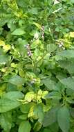 Image of tropical whiteweed