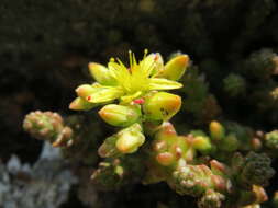 Image of Trombidium holosericeum