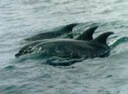 Image of Bottlenose Dolphin