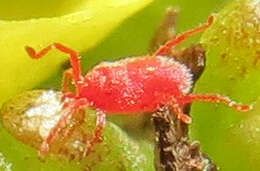 Image of Trombidium holosericeum