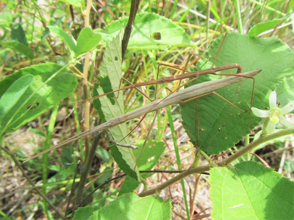 صورة Pachymorpha simplicipes Serville 1838