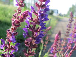 Imagem de Salvia nemorosa L.