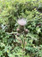 Plancia ëd Cirsium clavatum var. americanum (A. Gray) D. J. Keil