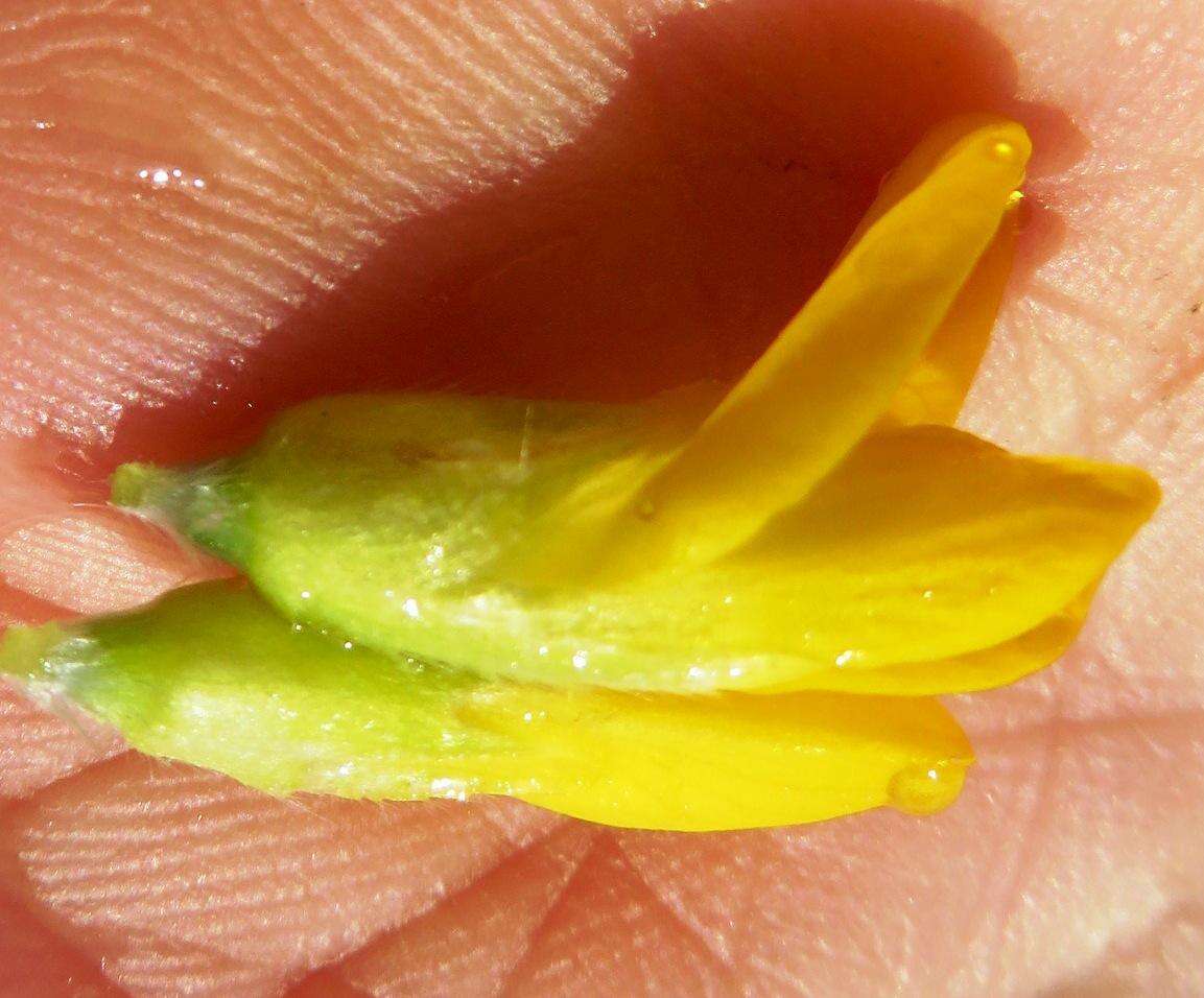 Image of <i>Xiphotheca fruticosa</i>