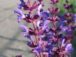 Imagem de Salvia nemorosa L.