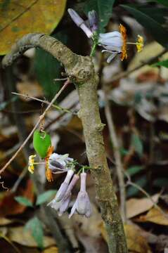 Passiflora cerradensis Sacco的圖片