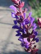 Imagem de Salvia nemorosa L.