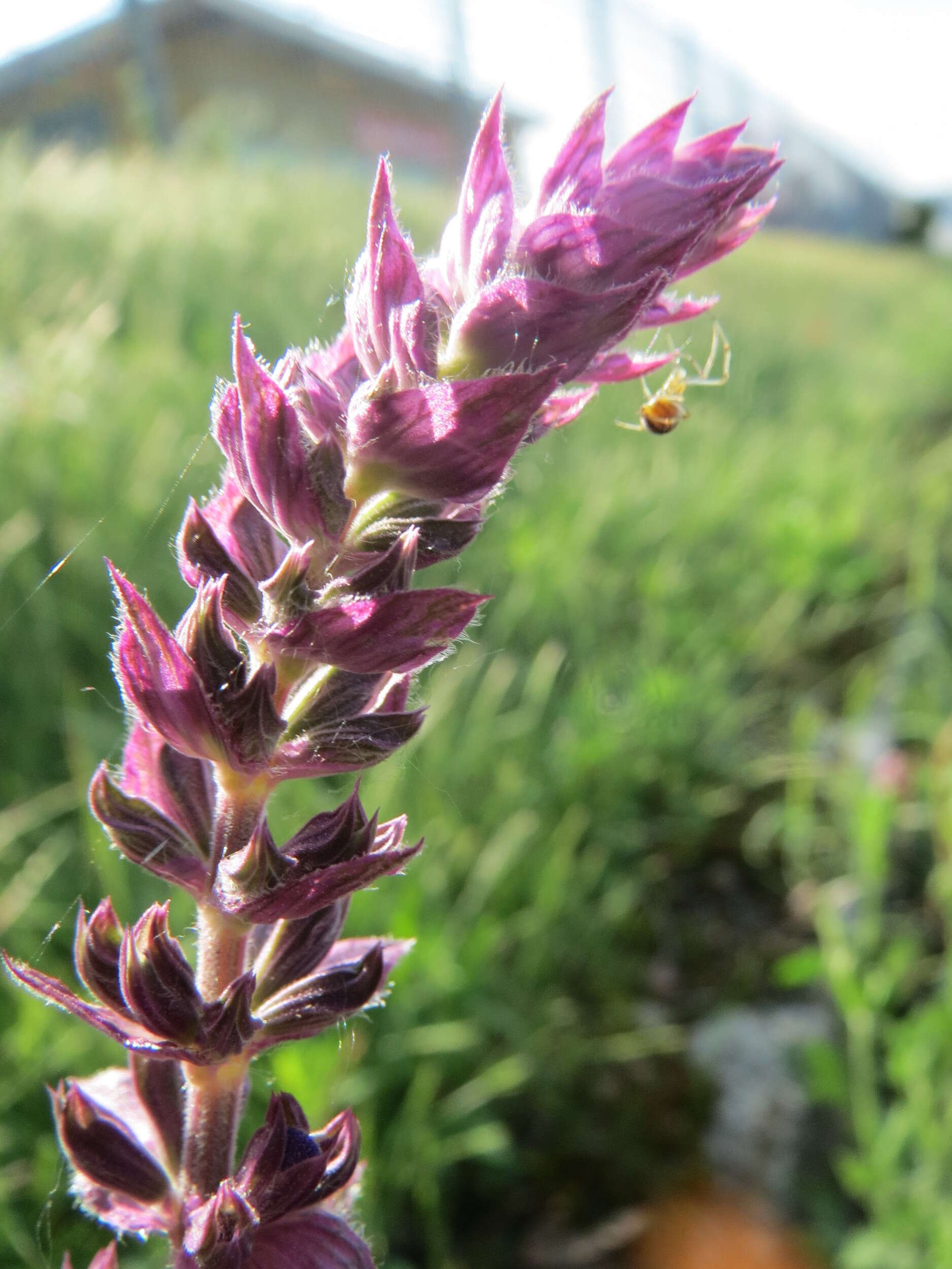 Imagem de Salvia nemorosa L.