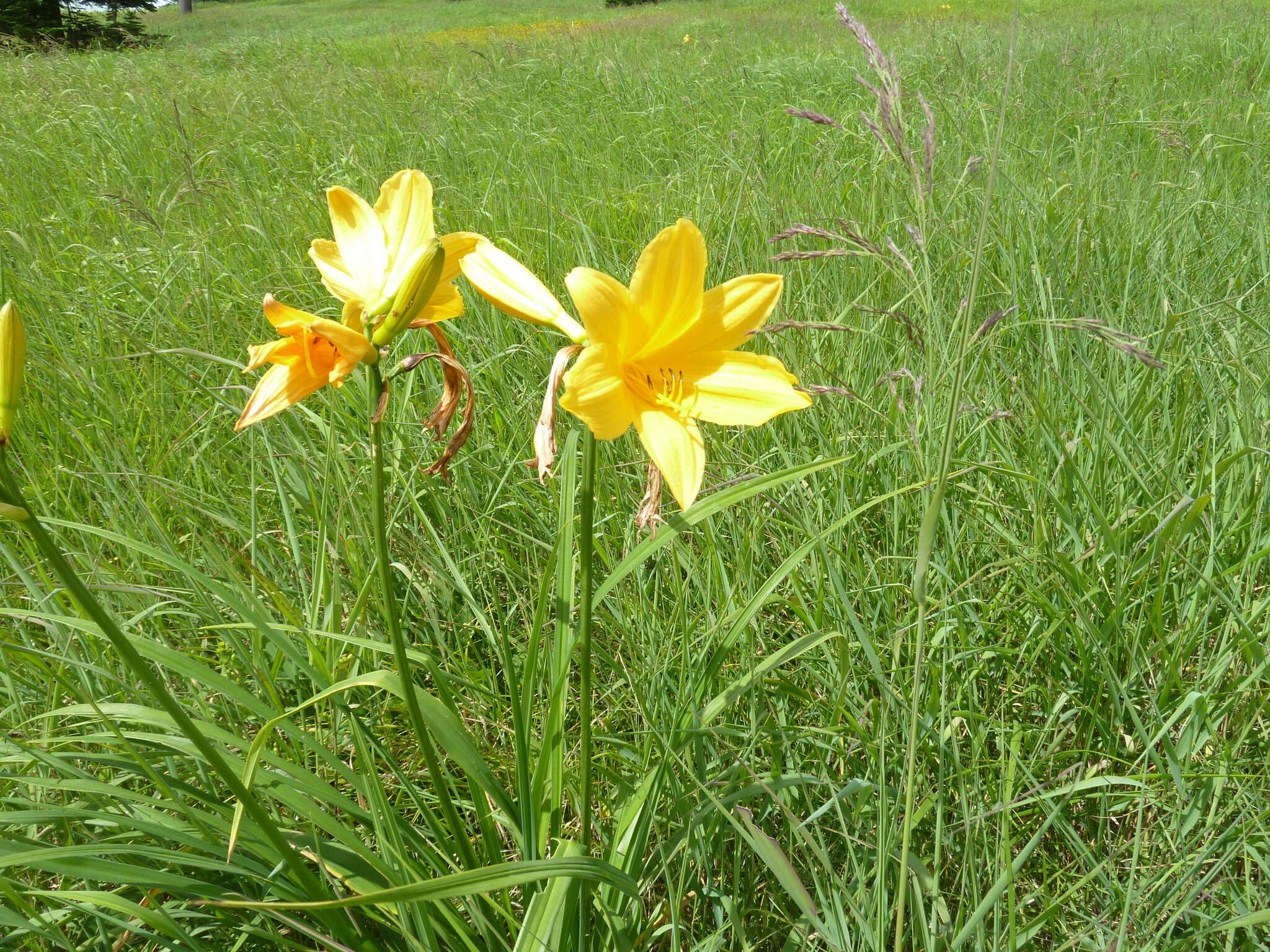 Image of Hemerocallis middendorffii var. esculenta (Koidz.) Ohwi