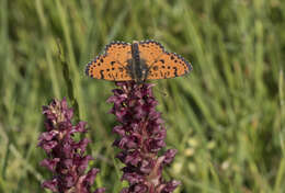 Image of Red-Band Fritillary