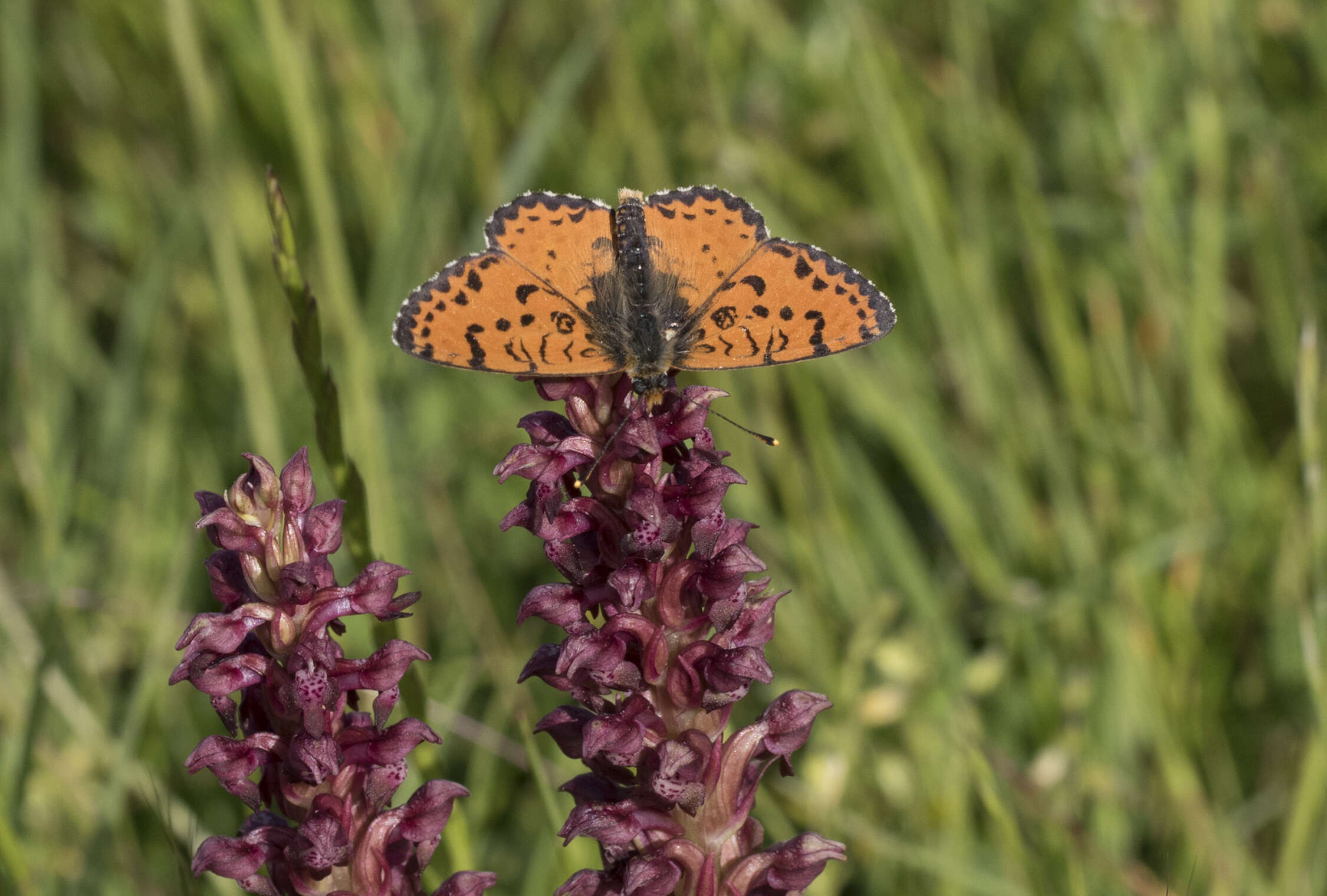 Image of Red-Band Fritillary