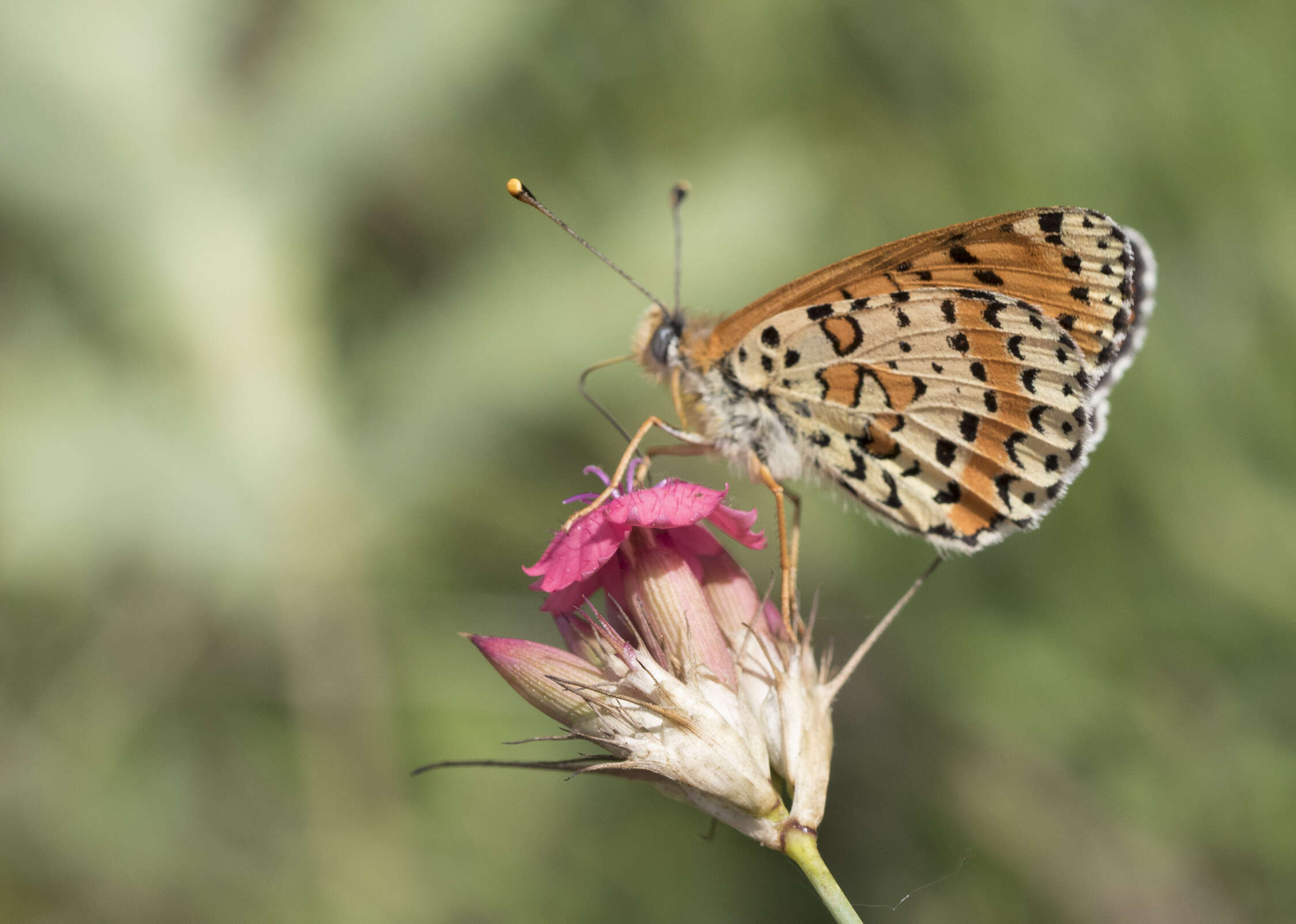 Image of Red-Band Fritillary