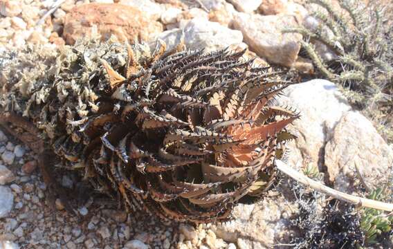 Image of Aloe melanacantha A. Berger