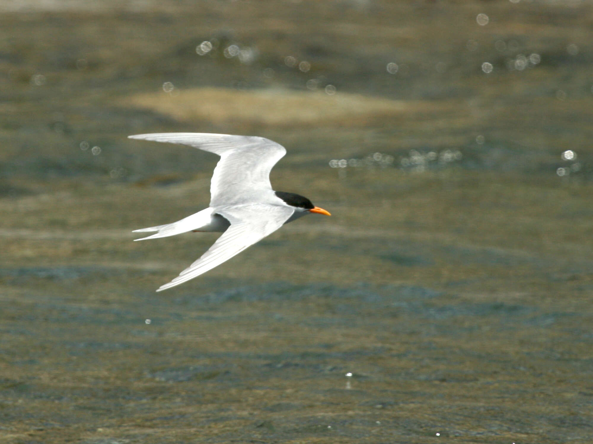 Imagem de Chlidonias albostriatus (Gray & GR 1845)