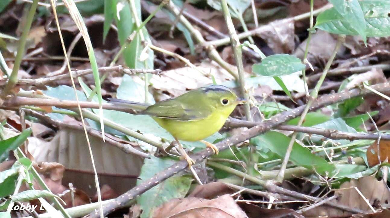 Image of Bianchi's Warbler