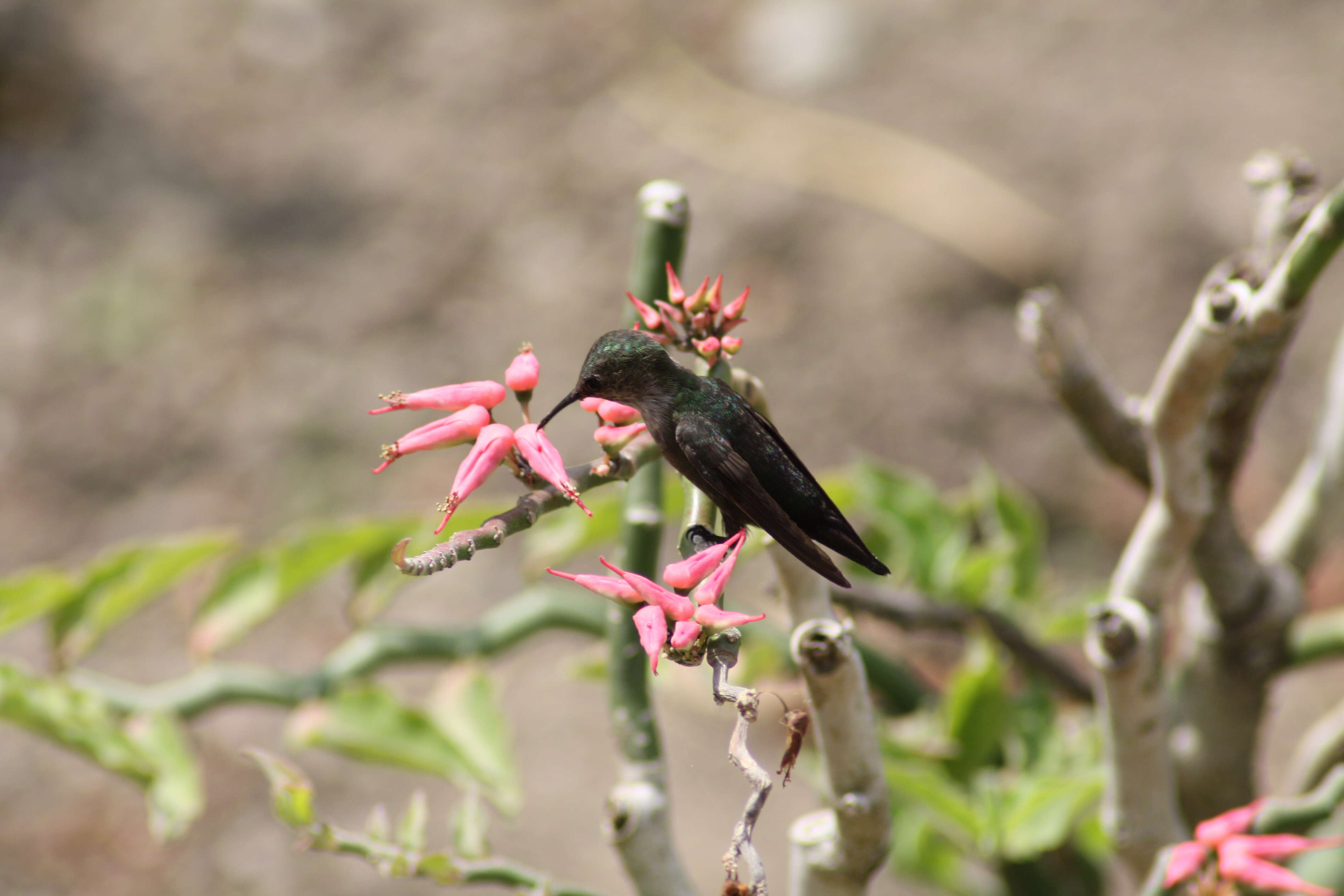 Image of Vervain Hummingbird