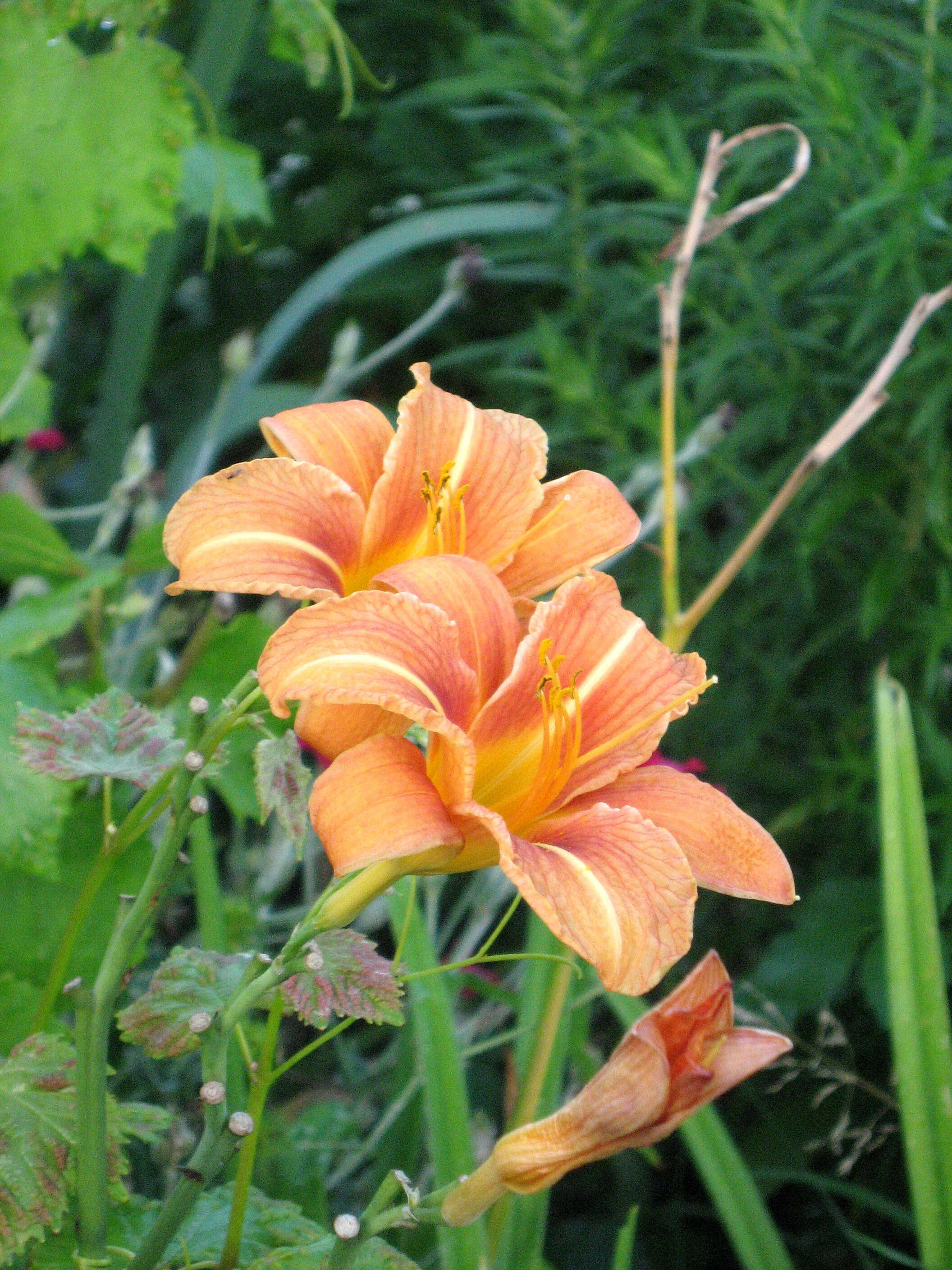 Image of orange daylily