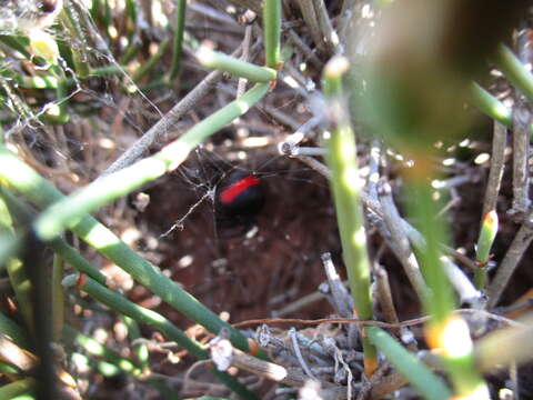 Latrodectus thoracicus Nicolet 1849的圖片