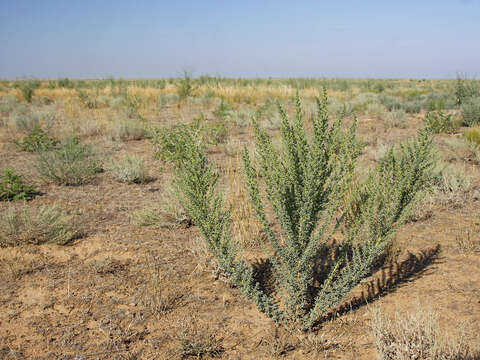 Imagem de Salsola foliosa (L.) Schrad.