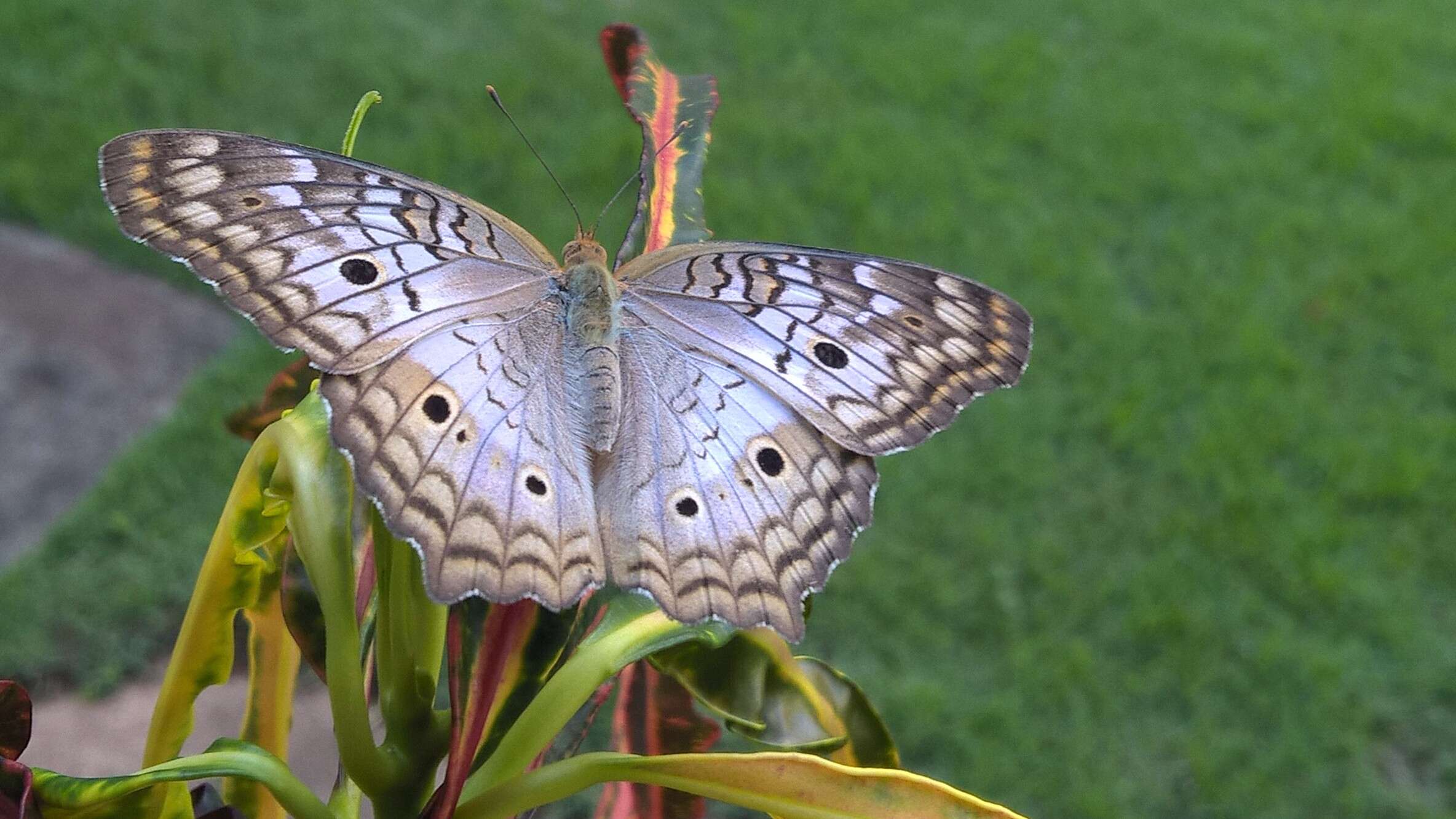 Image of White Peacock