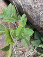 Image of Thunbergia neglecta Sond.