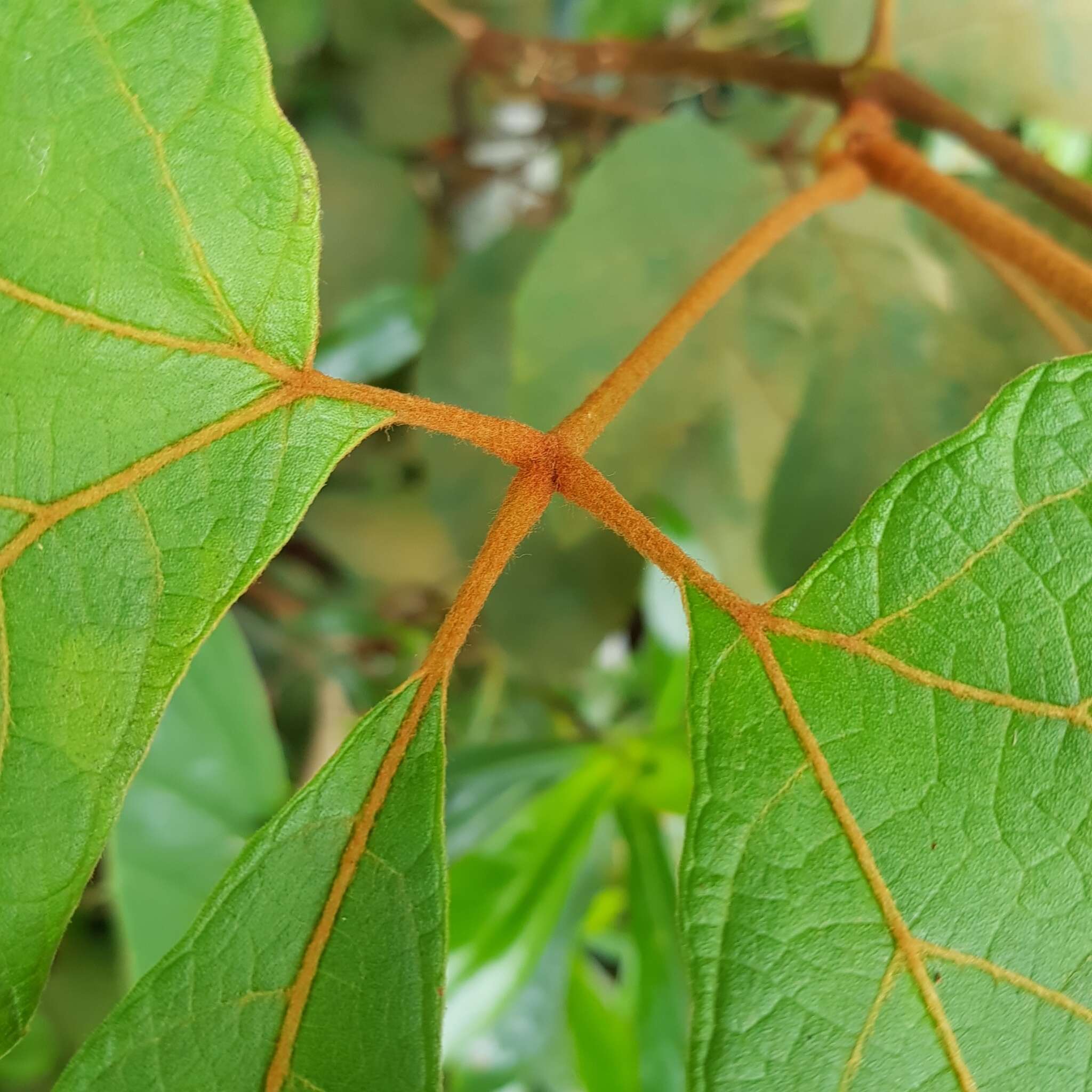 Plancia ëd Ampelocissus elegans (Kurz) Gagnepain