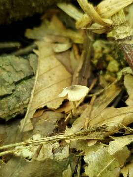 Слика од Entoloma setastipes Hesler 1967