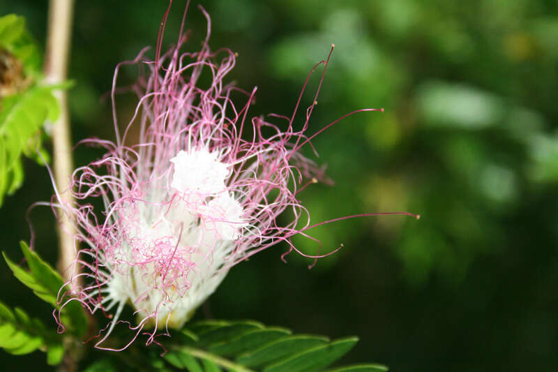 Image of Surinamese stickpea