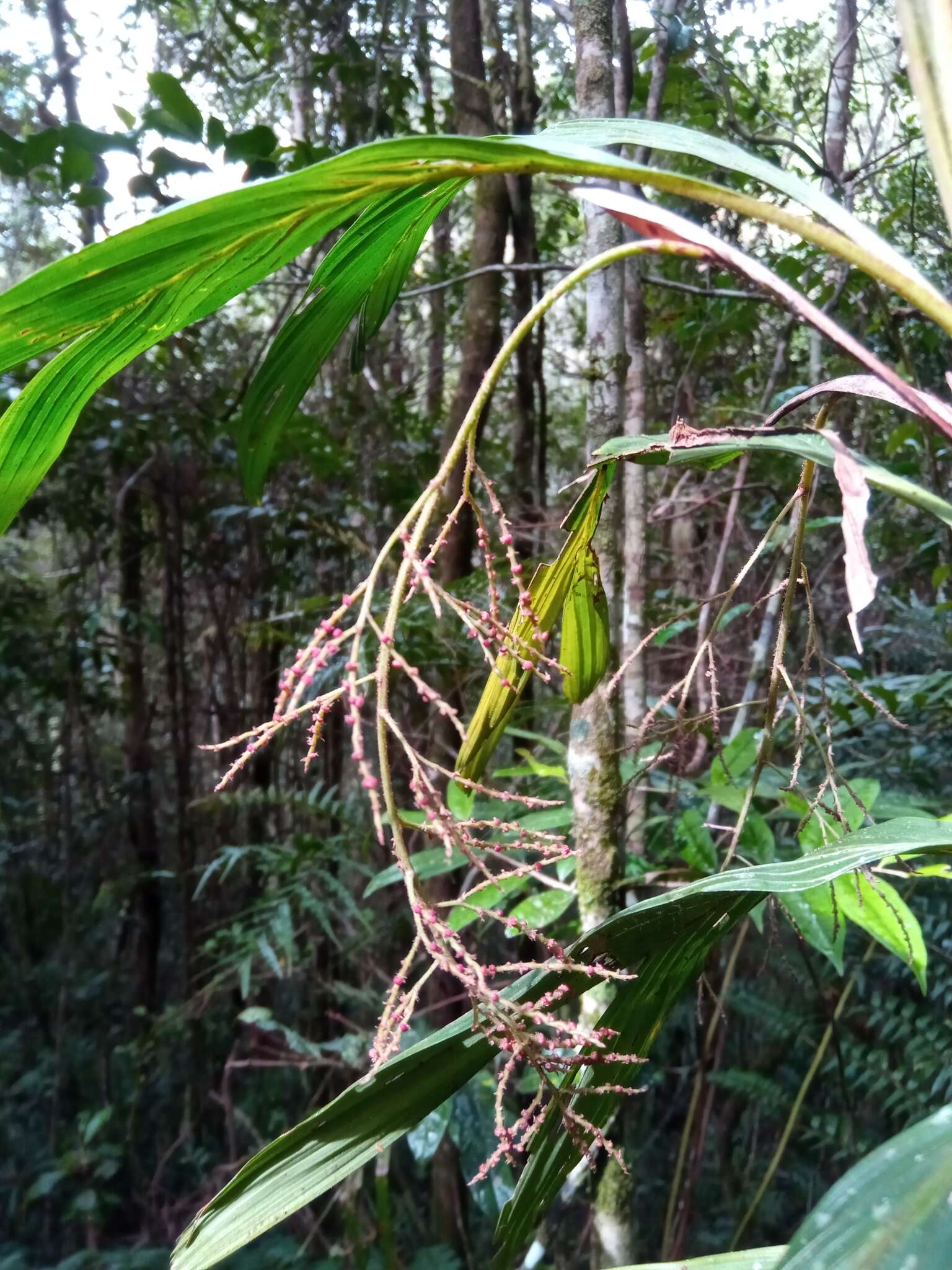 Image of Dypsis hildebrandtii (Baill.) Becc.