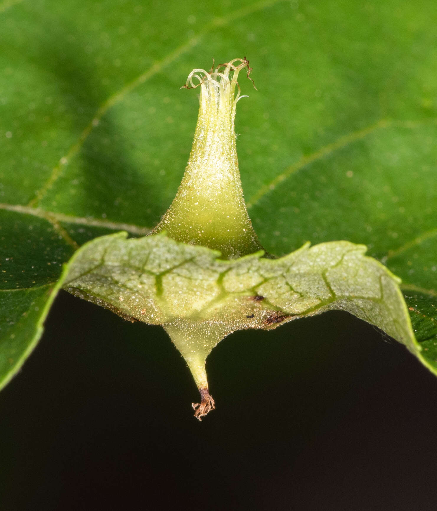 Image de Phylloxera caryaefoliae Fitch 1856