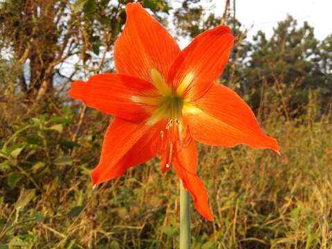 Hippeastrum striatum (Lam.) H. E. Moore resmi