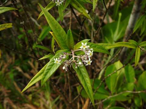 Image of Palicourea pseudinundata