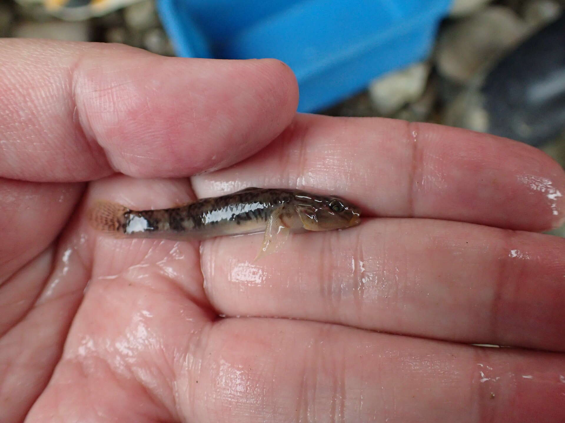 Слика од Rhinogobius similis Gill 1859