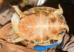 Image of Cotinga River Toadhead Turtle