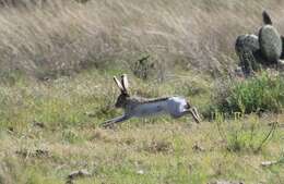 Lepus callotis Wagler 1830 resmi