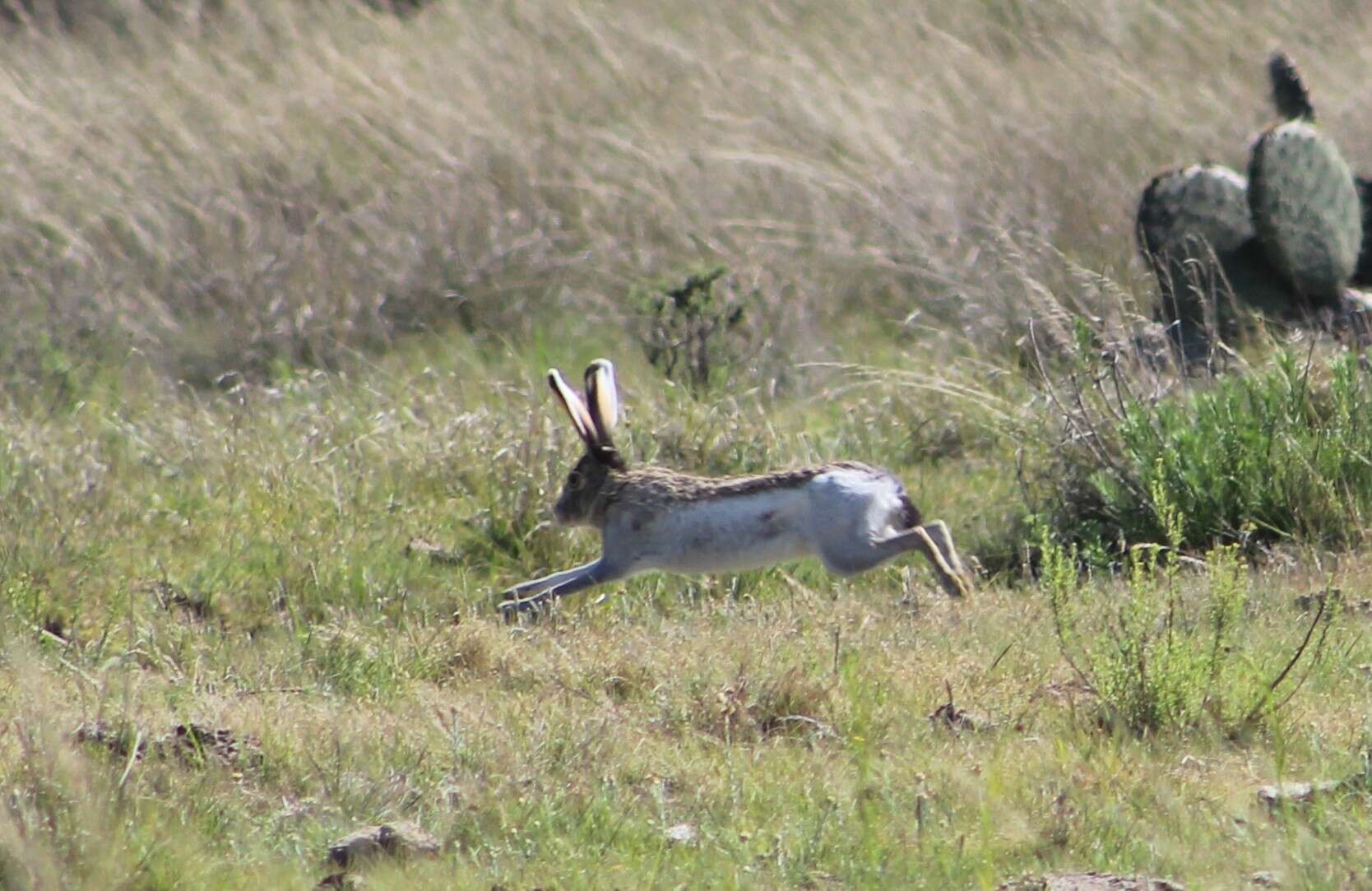 Lepus callotis Wagler 1830 resmi