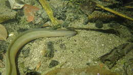 Image of Japanese Eel