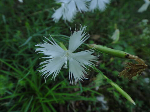 Image of Dianthus petraeus subsp. petraeus